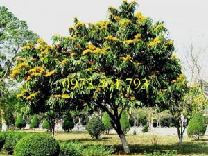Giống cây vàng anh