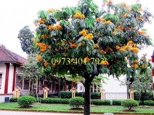 Giống cây vàng anh