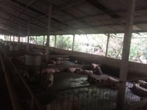 Cho thuê trang trại heo 12.000m2, Nguyễn Thị Rành, Xuận Đức, Củ Chi