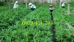 Giống cây mây nếp