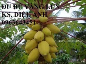 Đu đủ lùn quả vàng cành đỏ Thái Lan, Đu đủ vàng lùn Thái