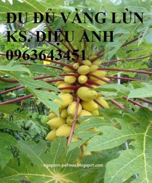 Đu đủ lùn quả vàng cành đỏ Thái Lan, Đu đủ vàng lùn Thái
