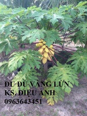Đu đủ lùn quả vàng cành đỏ Thái Lan, Đu đủ vàng lùn Thái