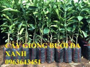 Mua cây giống bưởi da xanh tôm hồng chuẩn F1 ở đâu? LH trung tâm giống cây trồng công nghệ cao