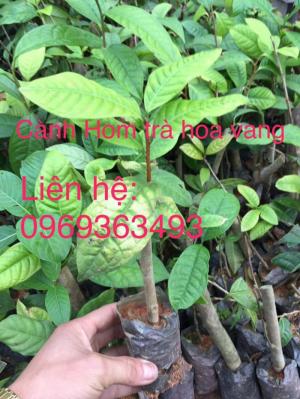 giống cây trà hoa vàng