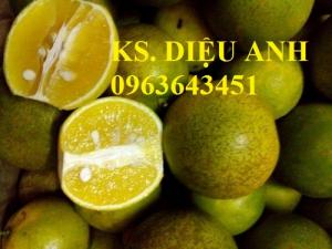 Cây giống cam xoàn chuẩn F1 mua ở đâu