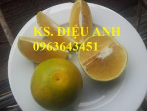 Cây giống cam xoàn chuẩn F1 mua ở đâu