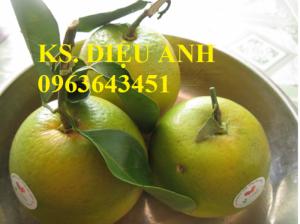 Cây giống cam xoàn chuẩn F1 mua ở đâu
