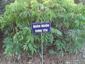 Cây giống nhãn tím, giống cây nhãn không hạt, nahxn không hạt, nhãn tím