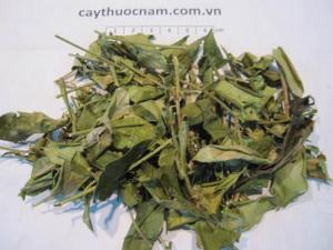 Dược liệu sạch VietGAP - Dây thìa canh