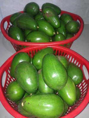 Bơ Đặc Biệt, Cơm Vàng Cam, Dẻo Daklak