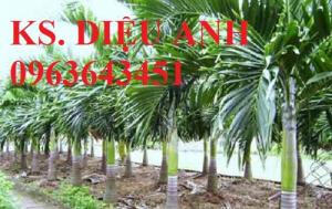 Cây giống, cây to cau lùn, cau tứ quý, cau ta chuẩn giống mua ở đâu? LH trung tâm giống cây trồng công nghệ cao