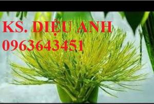 Cây giống, cây to cau lùn, cau tứ quý, cau ta chuẩn giống mua ở đâu? LH trung tâm giống cây trồng công nghệ cao
