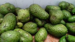 Mãng cầu gai Tây nguyên