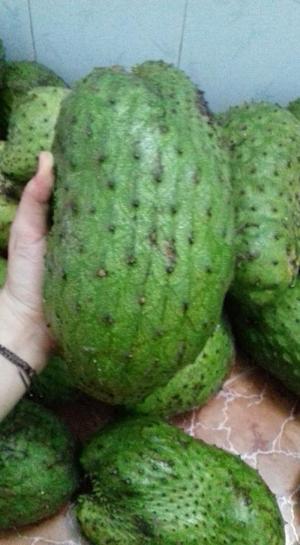 Mãng cầu gai Tây nguyên