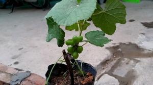 Cung cấp cây giống nho pháp, nho tím, nho đỏ, chuẩn giống nhập khẩu, giao cây toàn quốc
