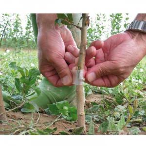 Băng keo tự phân hủy cho cây ghép cành tháp cành