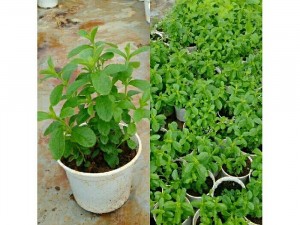 Cây cỏ ngọt