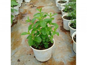 Cây cỏ ngọt