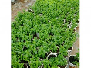Cây cỏ ngọt