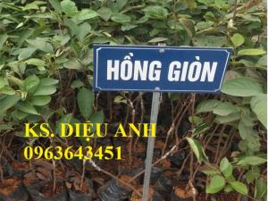 Mua cây giống hồng giòn Nhật Bản, hồng không hạt, hông nhân hậu chuẩn giống ở đâu?