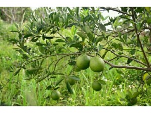 Chuyên phân phối sỉ lẻ phân bón sinh học