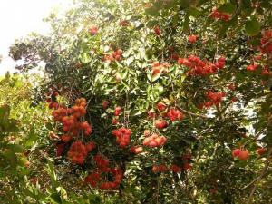 Tour Chợ Lách Bến Tre thưởng thức trái cây tại vườn