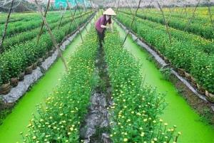 Tour Chợ Lách Bến Tre thưởng thức trái cây tại vườn