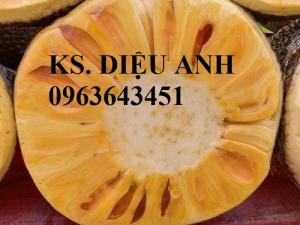 Mua cây giống mít: mít thái siêu sớm tứ quý, mít changai da xanh, mít nghệ tứ quý, mít 4 mùa chuẩn giống ở đâu?