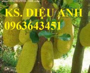 Mua cây giống mít trái dài Đài Loan, mít mã lai, mít quả dài Đài Loan
