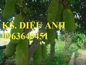 Mua cây giống mít trái dài Đài Loan, mít mã lai, mít quả dài Đài Loan