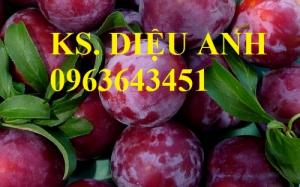 Mua cây giống mận hậu, mận tam hoa, cây mận giống chuẩn ở đâu?
