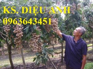 Mua cây giống nhãn Miền Thiết, nhãn Hương Chi, nhãn T6, Nhãn Hà tây, nhãn sớm, nhãn muộn chuẩn giống ở đâu?