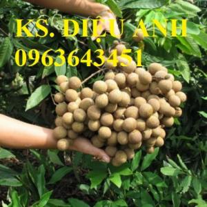 Mua cây giống nhãn Miền Thiết, nhãn Hương Chi, nhãn T6, Nhãn Hà tây, nhãn sớm, nhãn muộn chuẩn giống ở đâu?