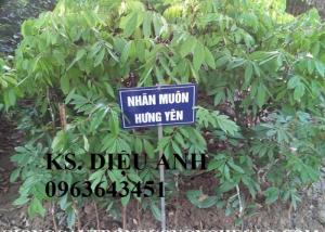 Mua cây giống nhãn Miền Thiết, nhãn Hương Chi, nhãn T6, Nhãn Hà tây, nhãn sớm, nhãn muộn chuẩn giống ở đâu?