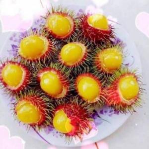 Cung cấp giống cây chôm chôm, chôm chôm thái, chôm chôm ruột vàng, chôm chôm ruột trắng, chôm chôm nhãn, giao hàng toàn quốc
