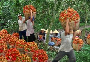 Cung cấp giống cây chôm chôm, chôm chôm thái, chôm chôm ruột vàng, chôm chôm ruột trắng, chôm chôm nhãn, giao hàng toàn quốc