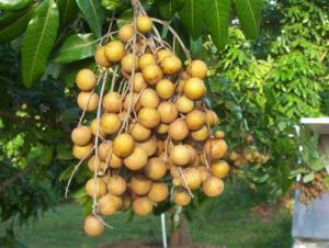 Cây nhãn miền thiết, nhãn hương chi, nhãn chín sớm, nhãn chín muộn, nhãn hà tây,chuẩn giống