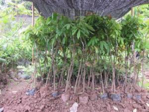 Cây nhãn miền thiết, nhãn hương chi, nhãn chín sớm, nhãn chín muộn, nhãn hà tây,chuẩn giống