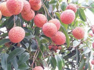 Vải thiều Lục ngạn Bắc Giang