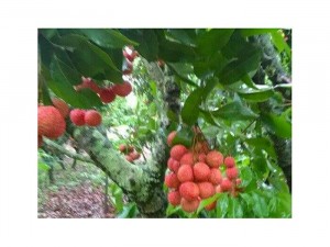 Vải thiều Lục ngạn Bắc Giang