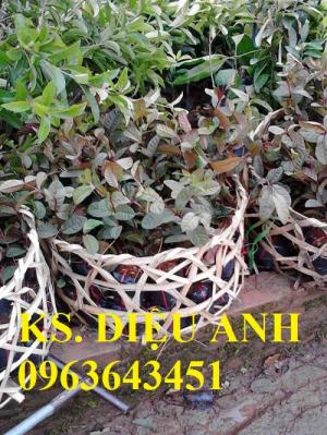 Cây giống ổi đỏ, ổi tím Malaysia độc và lạ, bạn đã có chưa?