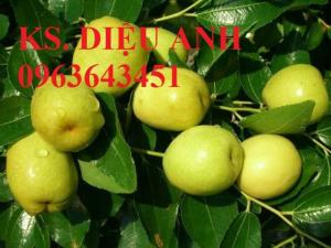 Mua cây giống táo đào vàng, cây giống táo chua, cây giống táo chuẩn F1 ở đâu?