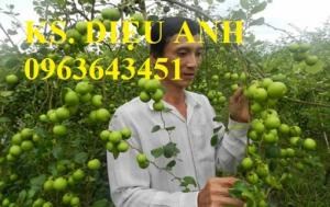 Mua cây giống táo đại, cây giống đại táo, cây giống táo quả to chuẩn F1, số lượng lớn ở đâu?
