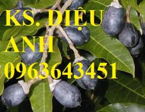 Mua cây giống trám: cây giống trám đen, cây giống trám trắng chuẩn giống ở đâu?