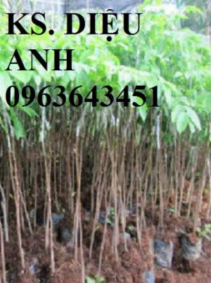 Mua cây giống trám: cây giống trám đen, cây giống trám trắng chuẩn giống ở đâu?