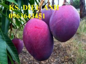 Mua cây giống xoài: cây giống xoài tím, cây giống xoài vỏ tím chuẩn giống ở đâu?