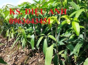 Mua cây giống xoài Thái, cây giống xoài chuẩn ở đâu?
