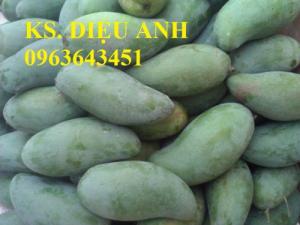 Mua cây giống xoài Thái, cây giống xoài chuẩn ở đâu?