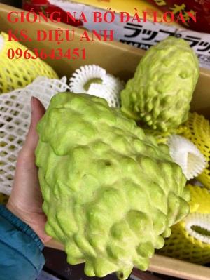 Mua cây giống na bở Đài Loan, mãng cầu Đài Loan, mãng cầu Đài Loan, mãng cầu bở Đài Loan